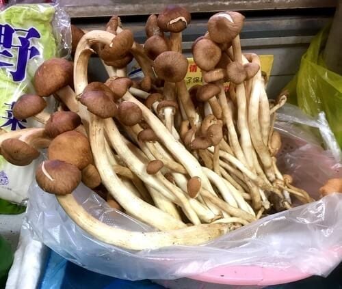 Tree-mushrooms-fresh